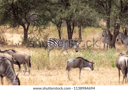 A mixed herd of wildebeests and zebras in Tanzania's Serengeti National Park in the savannah of East Africa.