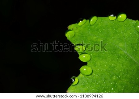 Macro background drops on leaf