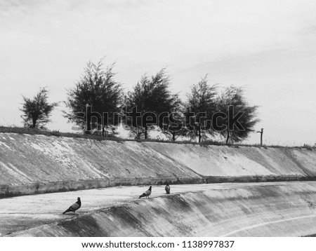 Three birds standing on the ground with pine tree background
