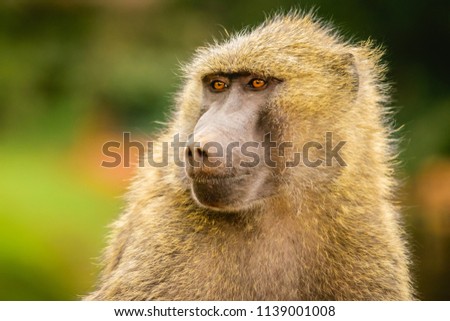 An animal portrait of a baboon