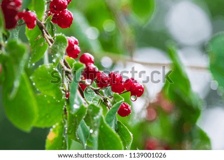 Honeysuckle berries on a branch with raindrops on a blurred background