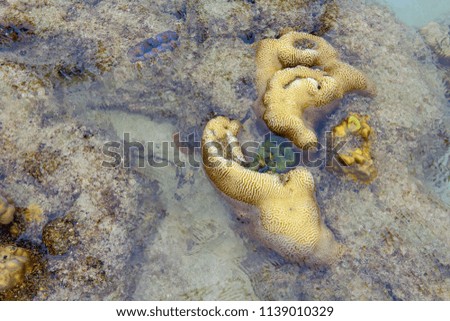 Coral shallow at Koh Kham, Thailand.