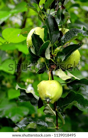 Small apples in an apple tree in orchard, in early summer