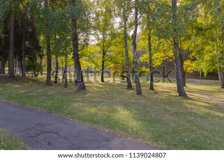 Elegant calm picture of the park on an autumn sunny afternoon. With trees growing on green grass dropping their leaves.