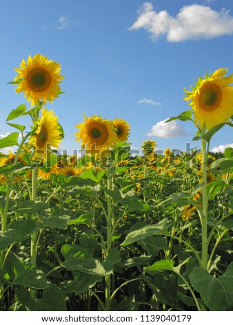 Huge yellow sunflowers on green legs in the rays of a bright summer sun