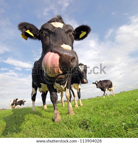 Holstein cow with tongue sticking out Royalty-Free Stock Photo #113904028