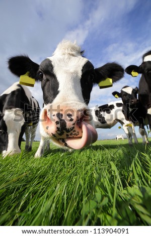 Holstein cow in a field, licking its nose Royalty-Free Stock Photo #113904091
