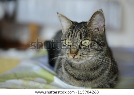 A beautiful cat laying on a bed with