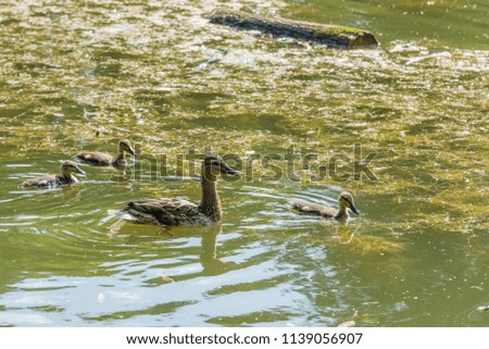 Duck with ducklings swimming in a pond
