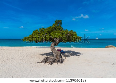 Divi Divi tree against the turquoise water of the Caribbean Sea in the famous Eagle Beach, Aruba.