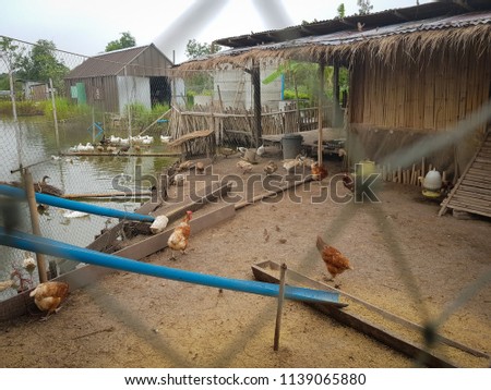 The mixed organic farm of chickens and ducks near the river