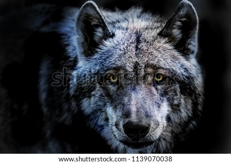 a portrait of a dangerous wolf