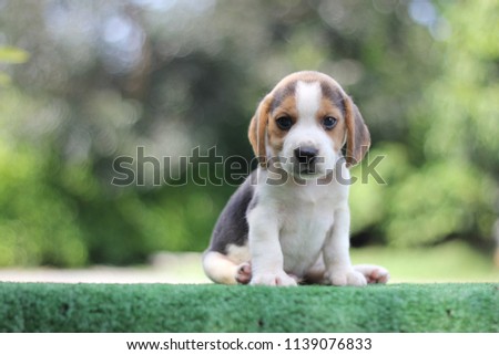 A cute tri-color beagle look stare to us. It sit on their back 2 legs on the green grass which has green tree as a background. It has copy space for text and advertisement.