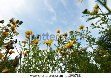 daisies on a field in spring and the blue sky