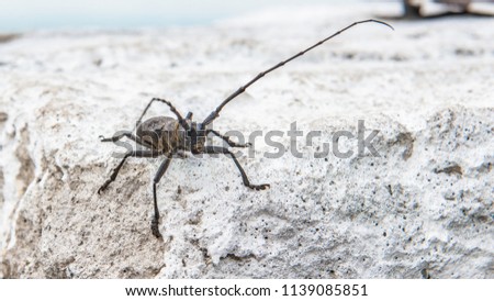 The Pine sawyer beetle Monochamus galloprovincialis from family Cerambycidae on a white background