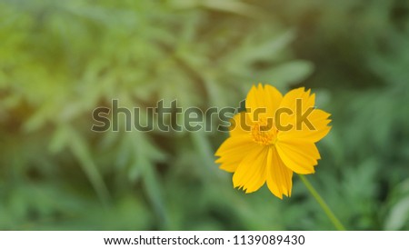 Beautiful yellow flowers of Cosmos sulphureus