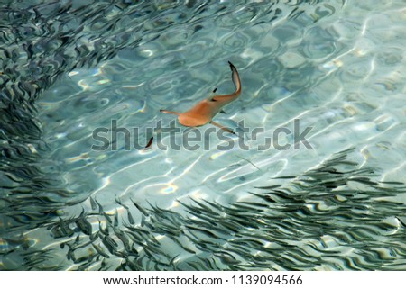 Baby Black Tip Shark Swimming in Pacific Ocean Clear Waters
