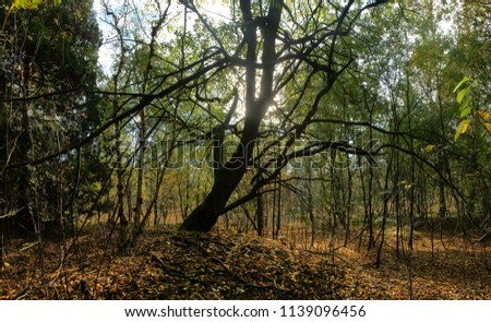 Nice silhouette of a tree in a forest in autumn colors