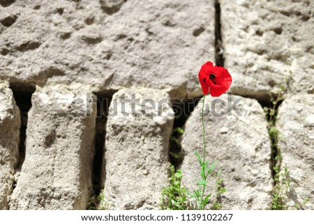 Single red poppy flower with stone wall background