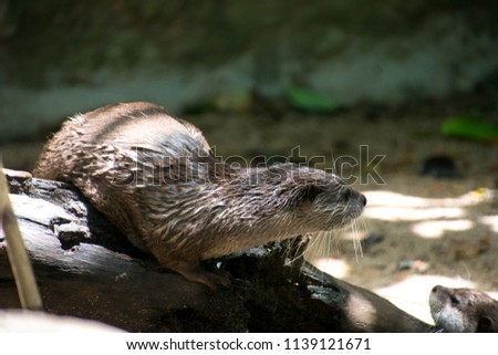 oriental small-clawed otter, Asian small-clawed otter (Aonyx cinereus) close up.
