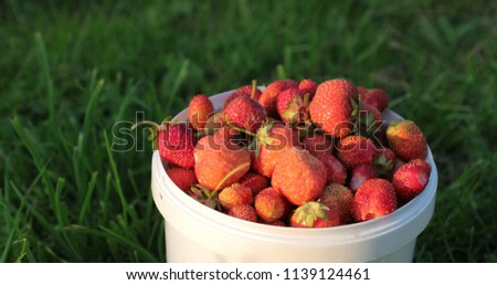 natural and fresh strawberries in the white wind