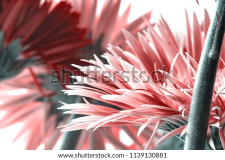 Pink And Red Gerbera Flower Macro