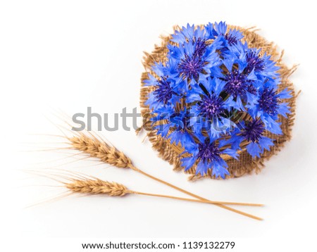 blue flowers in a bucket on white background. Blooming concept.