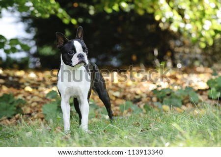 Boston terrier portrait in the garden