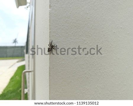 Spider on wall of rough concrete surface with selective focus