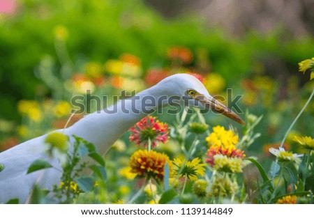 The Cattle Egret seen among the beautiful Sunflowers in the Garden in its natural habitat