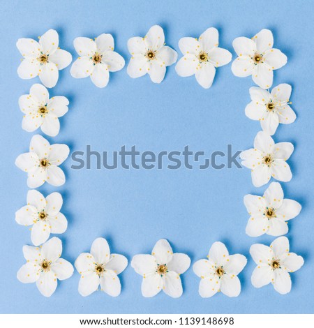 white flowers on blue background. Blooming concept. Flat lay.