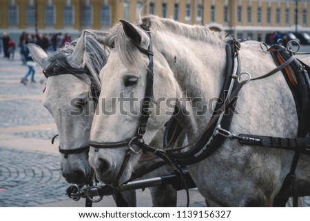 White Horse Cart