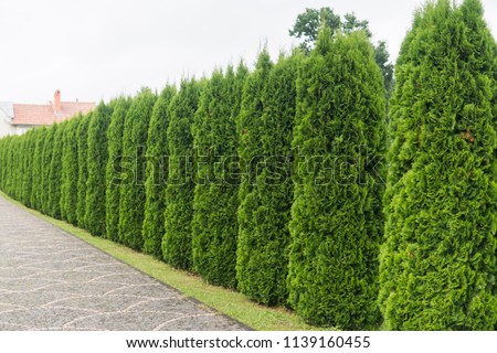 Green hedge of thuja trees. Green hedge of the tui tree. Nature, background. Royalty-Free Stock Photo #1139160455