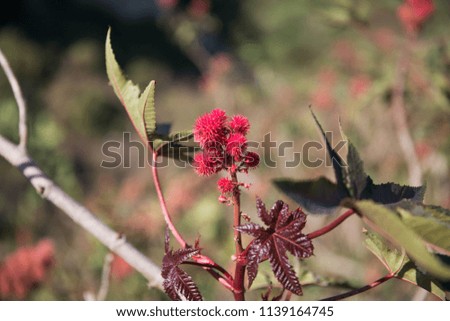 Bright Red Spiky Flowers on a Bright Sunny Day on Gozo Island