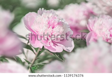 Pink flower peonies flowering on background pink flowers peonies.                         