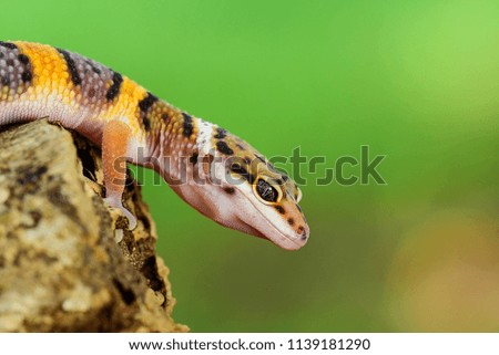 Leopard Gecko  on a tree branch