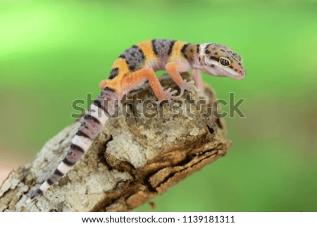 Leopard Gecko  on a tree branch