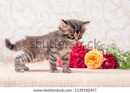 Little striped kitten near a bouquet of roses. Happy birthday