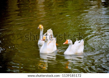 swans swimming on a pond 