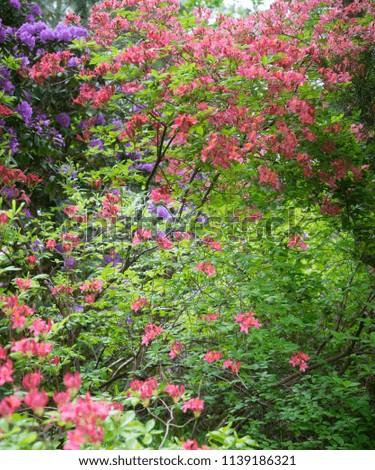 This vertical panorama of huge clusters of Reddish orange Azaleas, contrasts excellently with the green shrubs. The violet rhododendrons peeking from the corner add to the glory of this image.