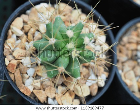 small cactus in the pot