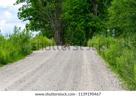 simple country gravel road in summer at countryside with trees around and clouds in the sky with sad little fox in the middle