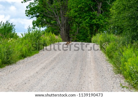 simple country gravel road in summer at countryside with trees around and clouds in the sky with sad little fox in the middle