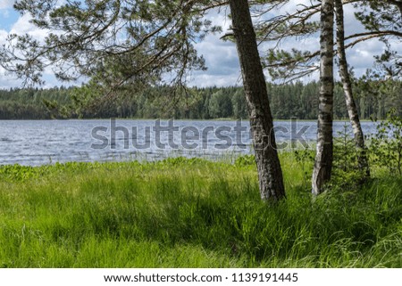 tree trunk silhouettes on the shore of the river in green summer