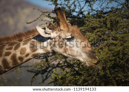 A portrait of a bull giraffe sticks out his tongue to browse on the leaves of an acacia tree in golden light with the Pilanesberg koppies in the background. Royalty-Free Stock Photo #1139194133