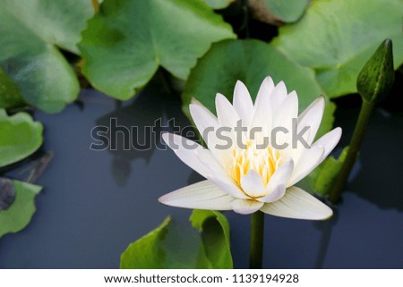 white lotus flower blooming in pond. Lotus or waterlily is a water biennial plant.