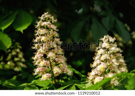 Detail of white Horse-chestnut (Aesculus hippocastanum) flowers and fresh green leaves in spring time. Nature and spring season theme.