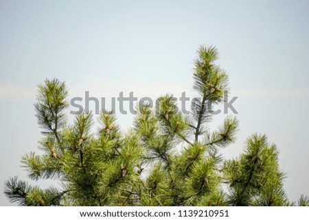 Pine tree on a sky background