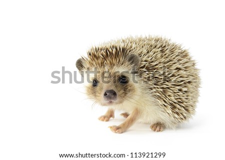 Hedgehog (erinaceus albiventris) isolated on white background.