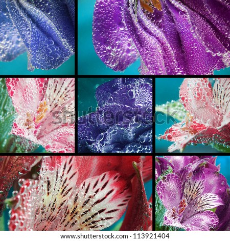 Collage, beautiful flowers in water, macro